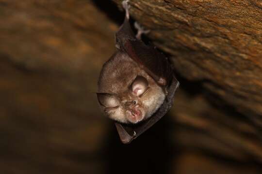 Image of Lesser Horseshoe Bat