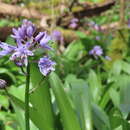 Image of Scilla lilio-hyacinthus L.