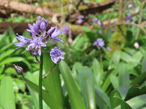 Image of Scilla lilio-hyacinthus L.