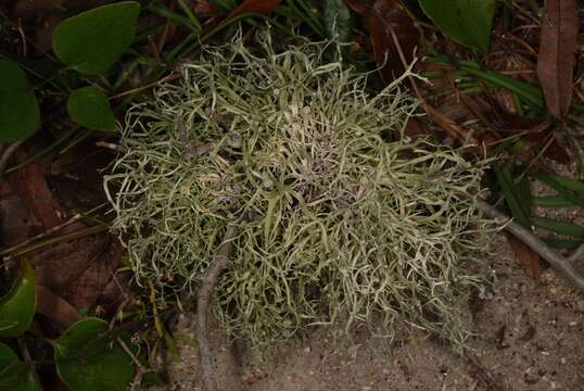 Image of cartilage lichen