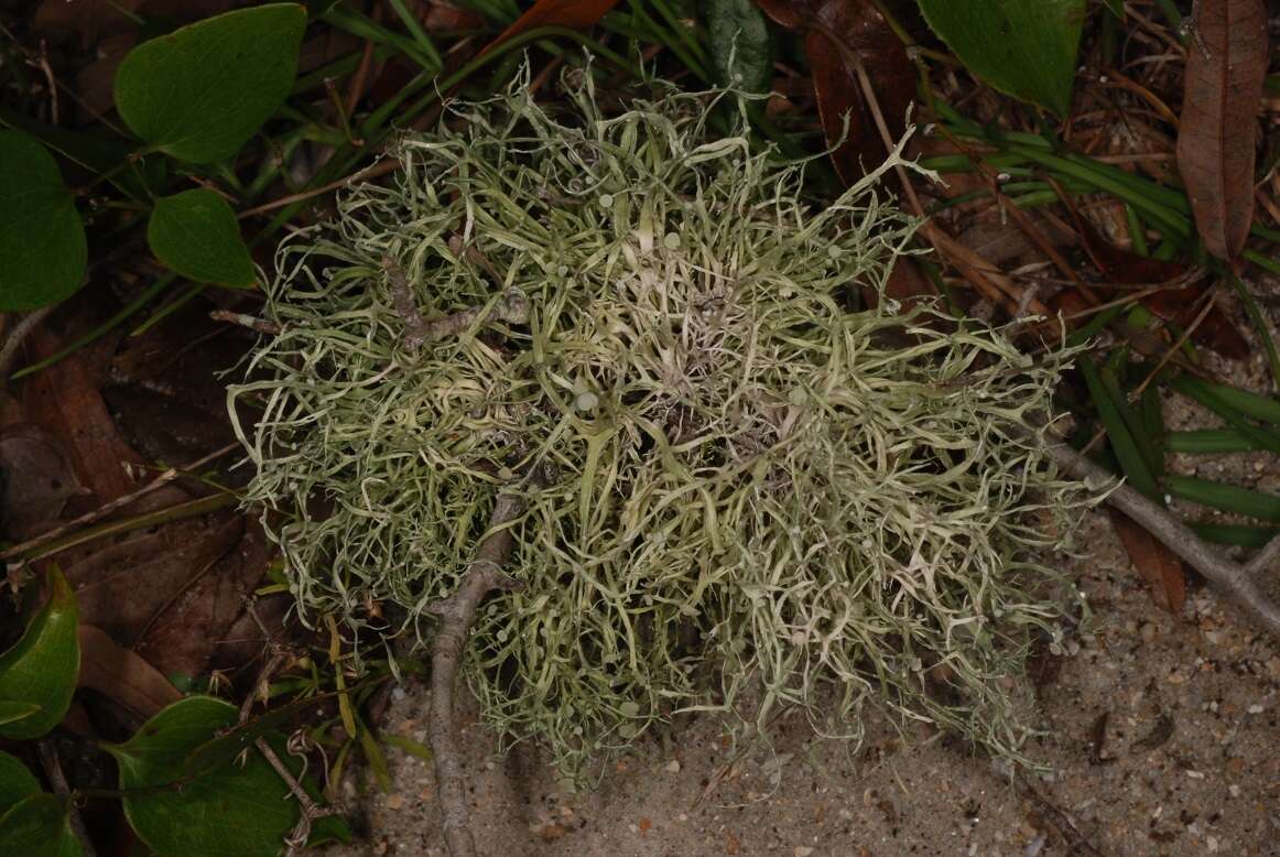 Imagem de Ramalina stenospora Müll. Arg.