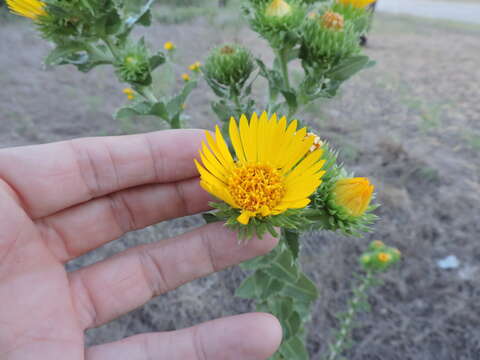 Sivun Grindelia ciliata (Nutt.) Spreng. kuva