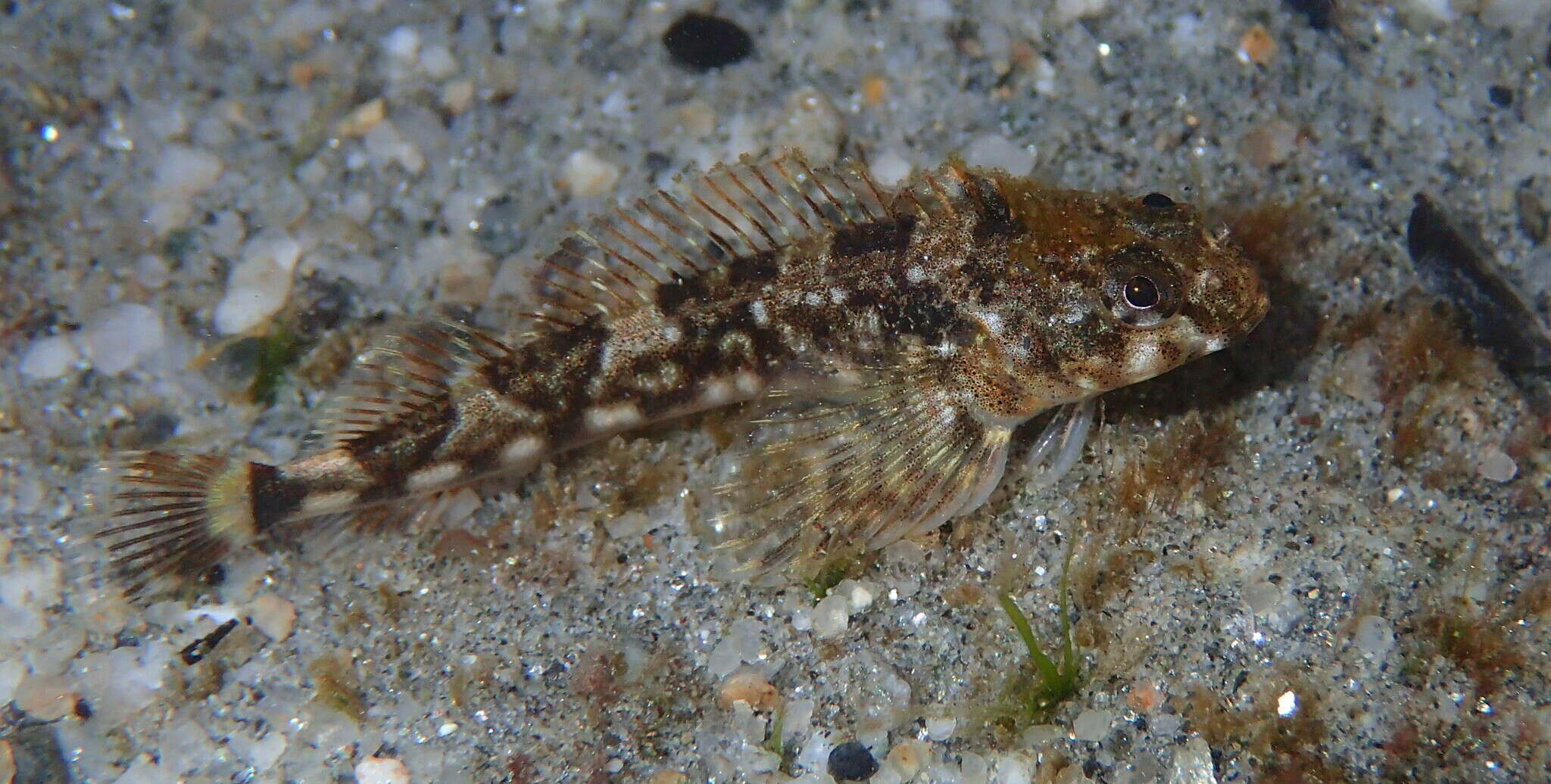 Image of Giant triplefin