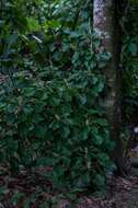 Sivun Oreopanax guatemalensis (Lem. ex Bosse) Decne. & Planch. ex Witte kuva