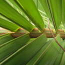 Image of Butia catarinensis Noblick & Lorenzi