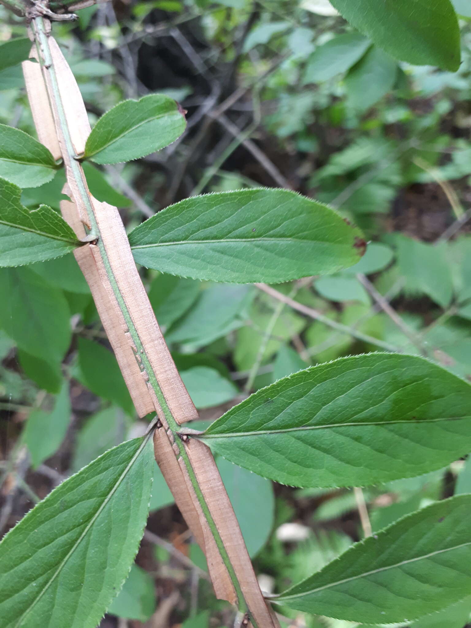 Image de Euonymus alatus subsp. sacrosancta (Koidz) Vorosh.