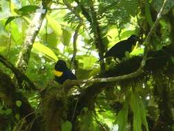 Image of Golden-chested Tanager