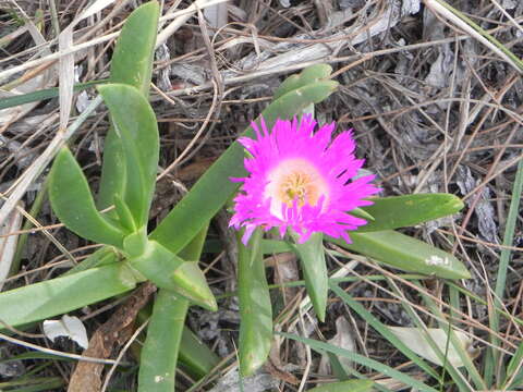 Image of Carpobrotus glaucescens (Haw.) Schwant.