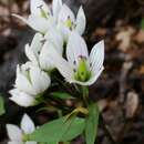 صورة Gentianella tenuifolia (Petrie) T. N. Ho & S. W. Liu