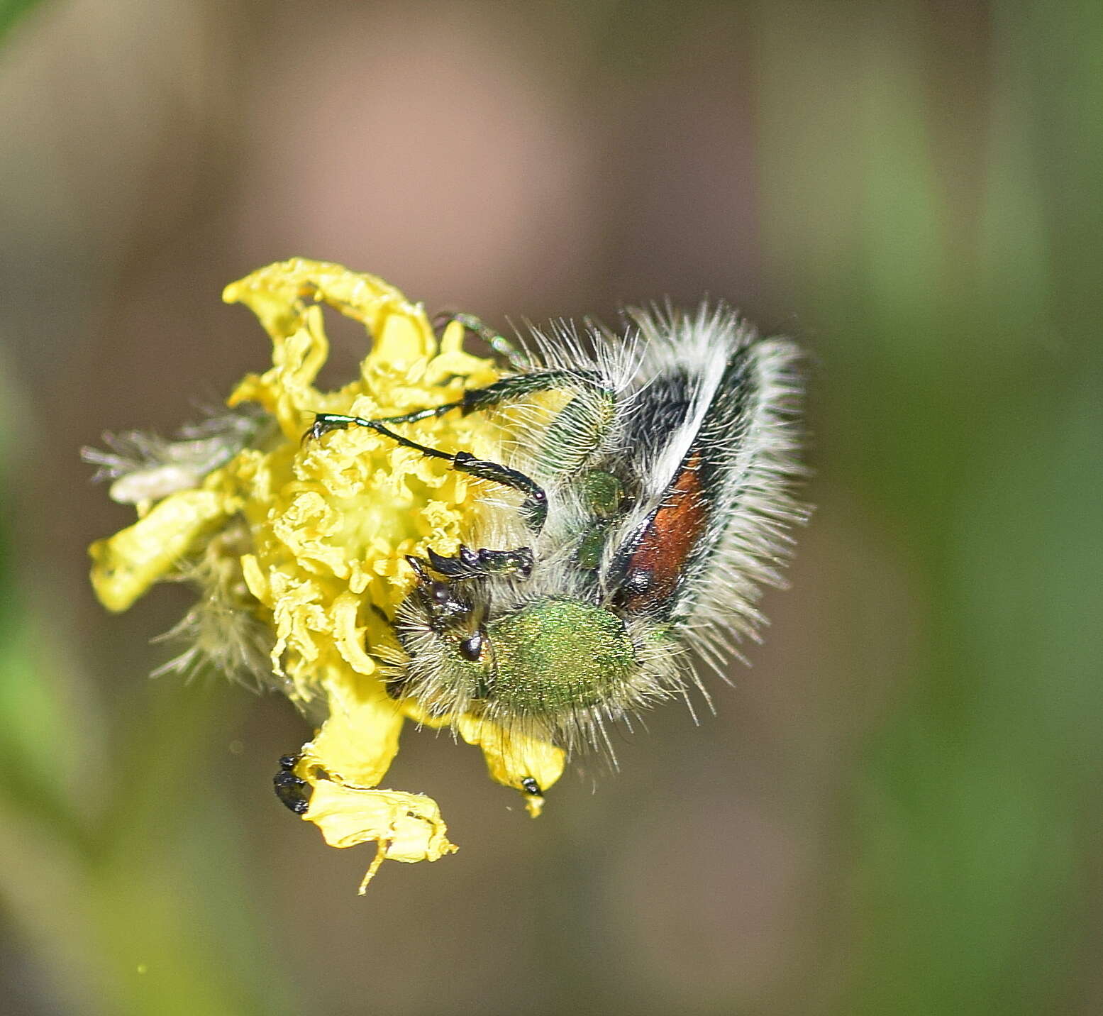 Sivun Pygopleurus apicalis (Brullé 1832) kuva