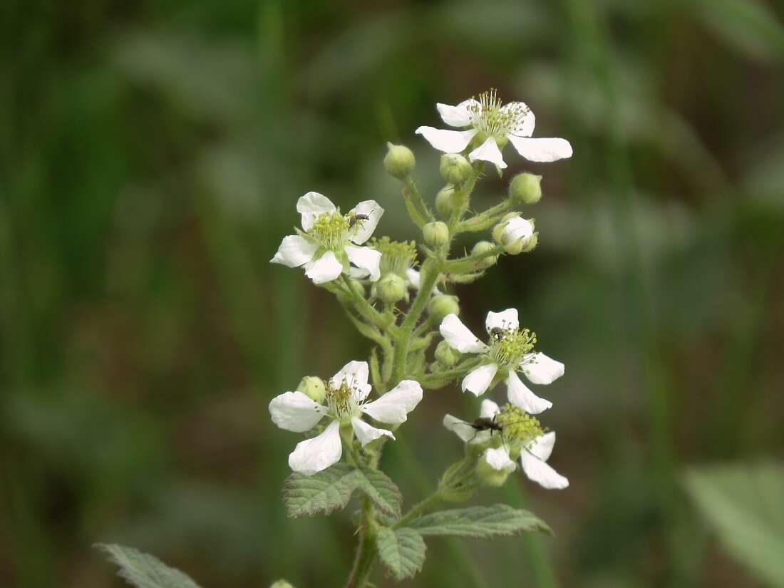 Image of Brambles