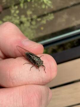 Image of clay bank cicada