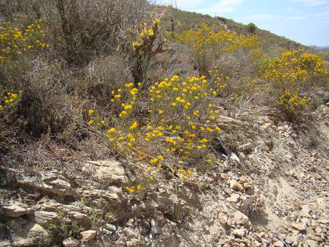 Image of Pteronia paniculata Thunb.