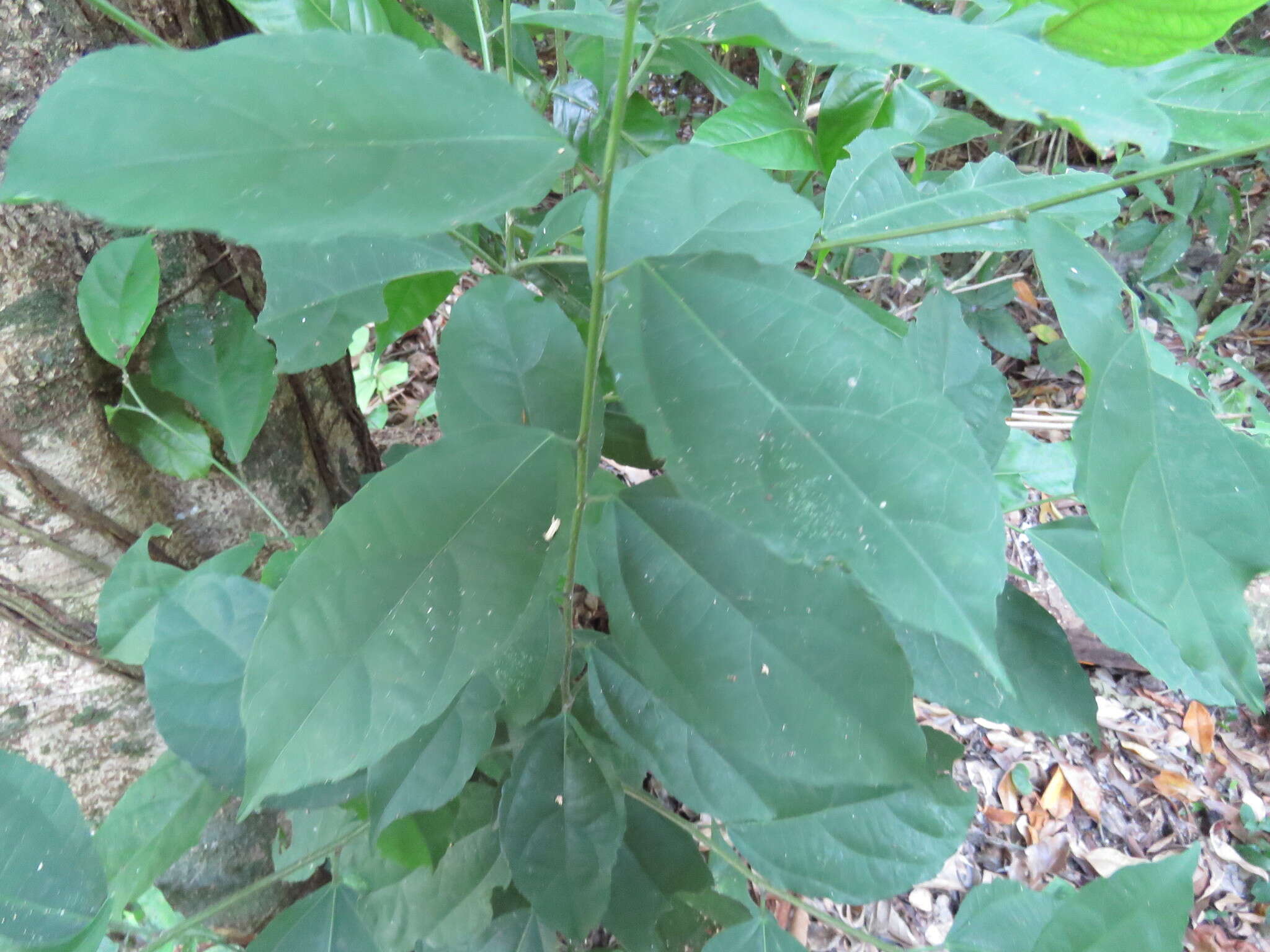 Image of Pleuranthodendron