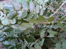 Image of Albizia boivinii E. Fourn.