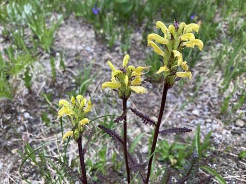 Image of Mt. Rainier lousewort