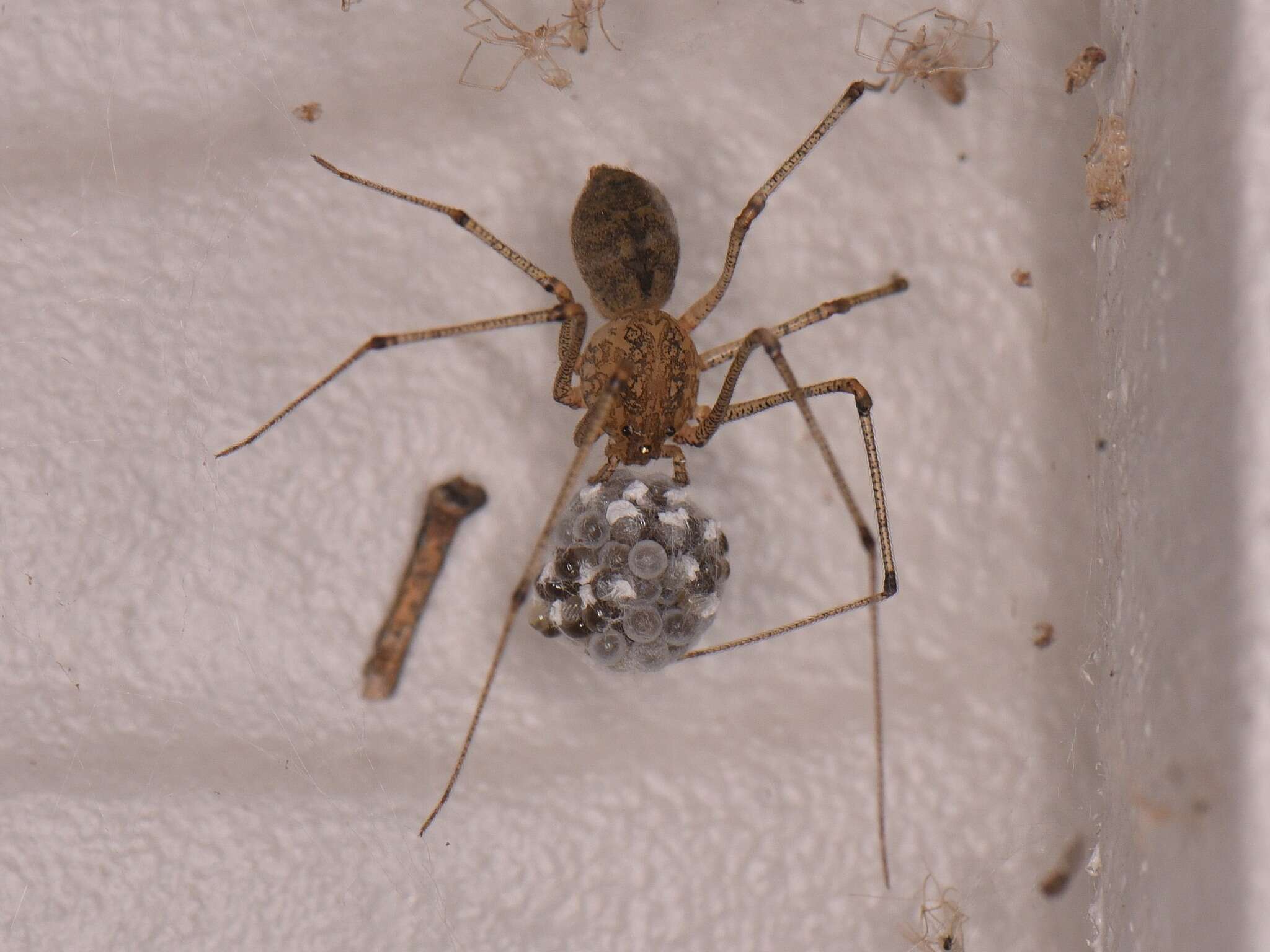 Image of Scytodes atlacoya Rheims, Brescovit & Durán-Barrón 2007