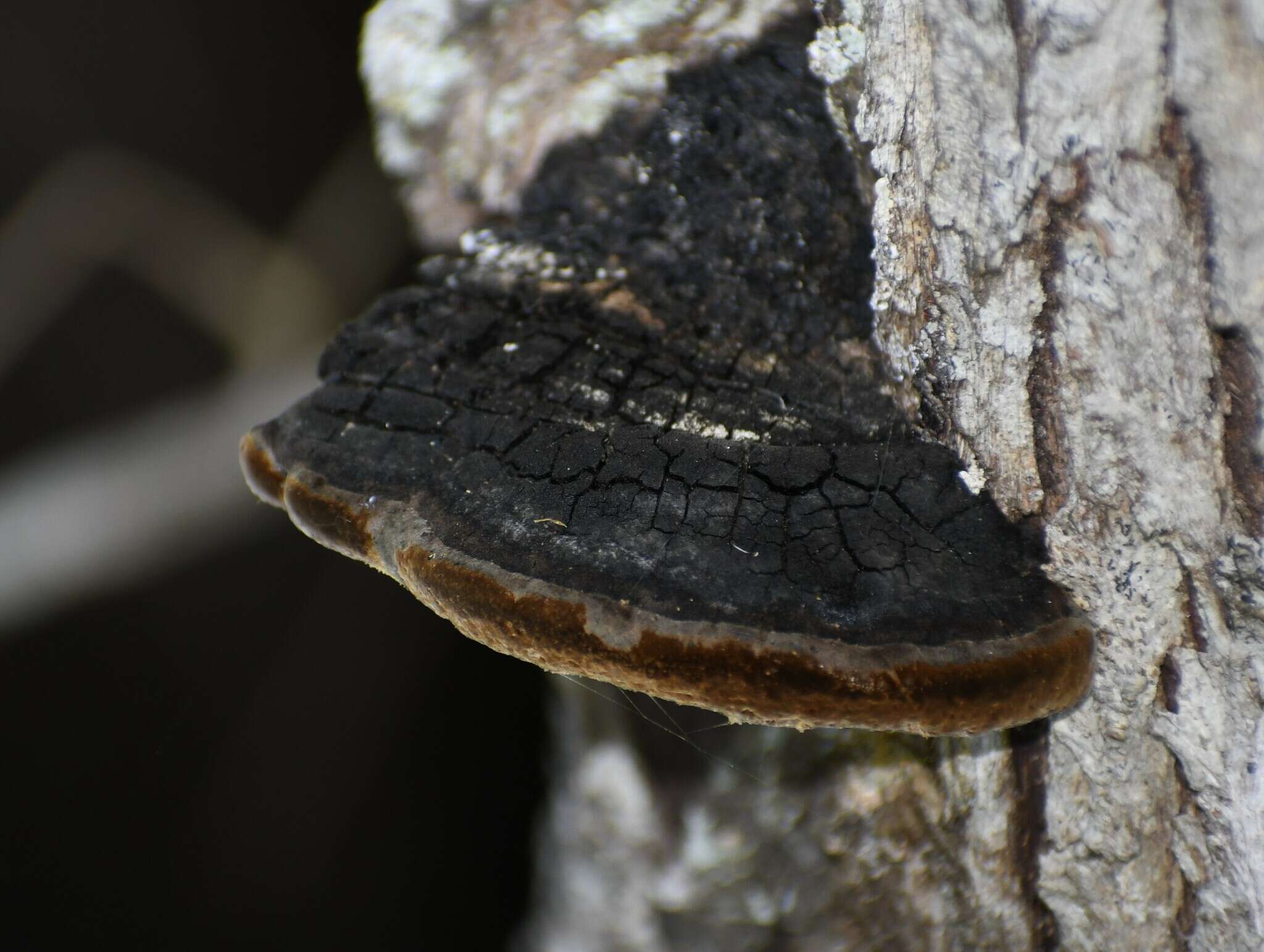 Image of Phellinus badius (Cooke) G. Cunn. 1965