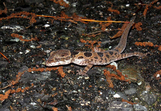 Image of Butterfly Forest Gecko