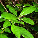 Image of Psychotria whistleri Fosberg