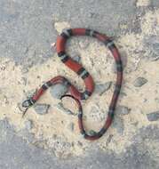 Image of False Coral Snake