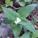 Image of Trans-Pecos spiderwort