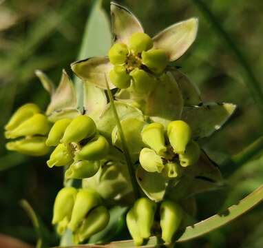 Image de Asclepias meadii Torr. ex A. Gray