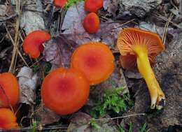 Image of Hygrocybe miniata (Fr.) P. Kumm. 1871