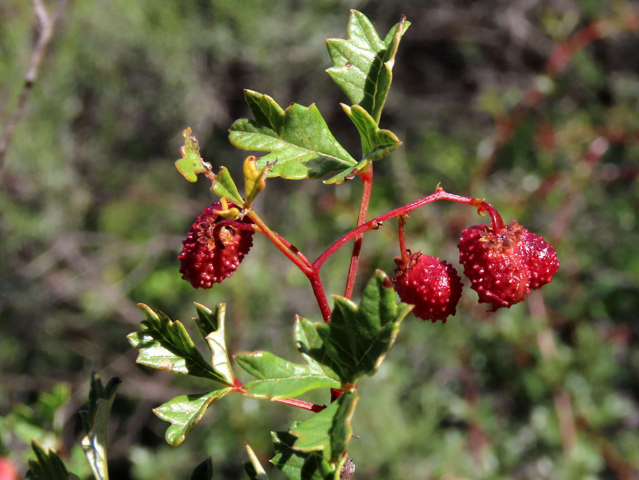 Image of Searsia dissecta (Thunb.) Moffett