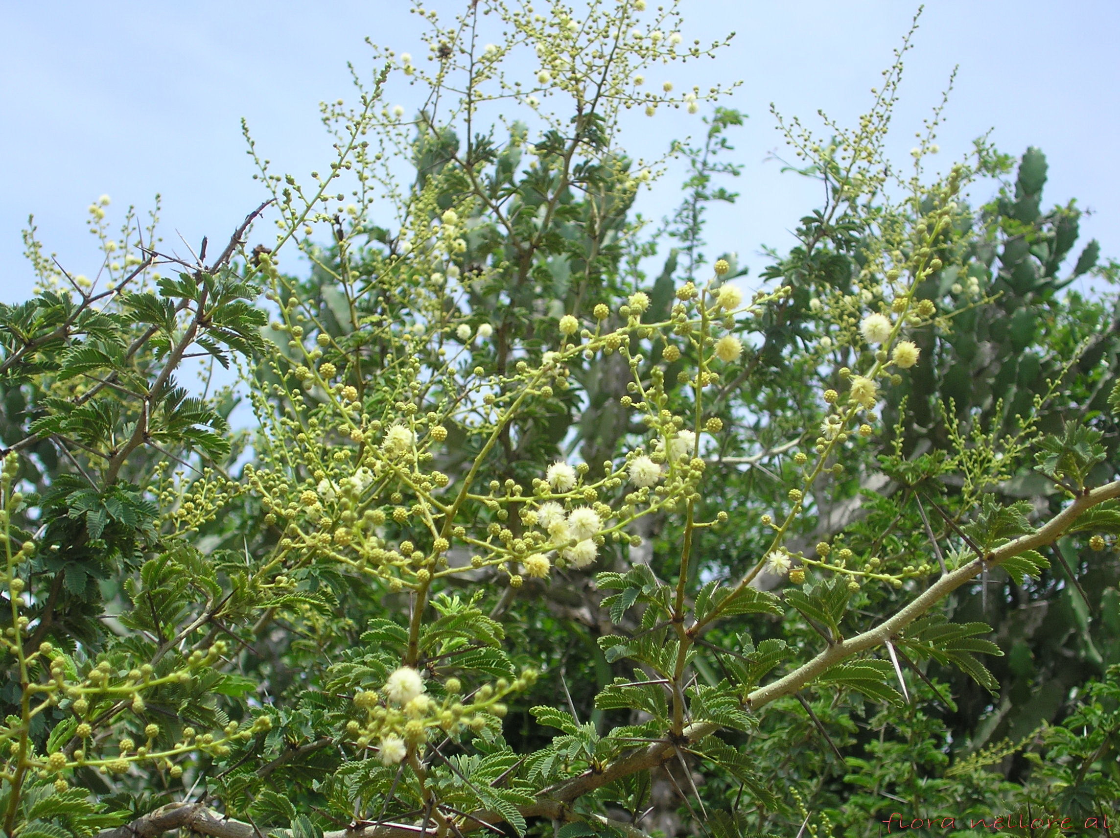 Acacia Leucophloea Roxb Willd Encyclopedia Of Life