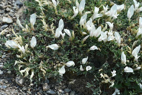 Image of Astragalus brevifolius Ledeb.