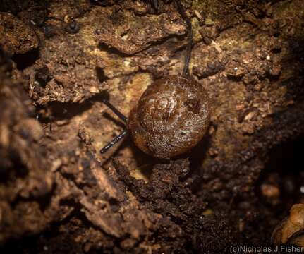 Image of Ngairea dorrigoensis (Iredale 1941)