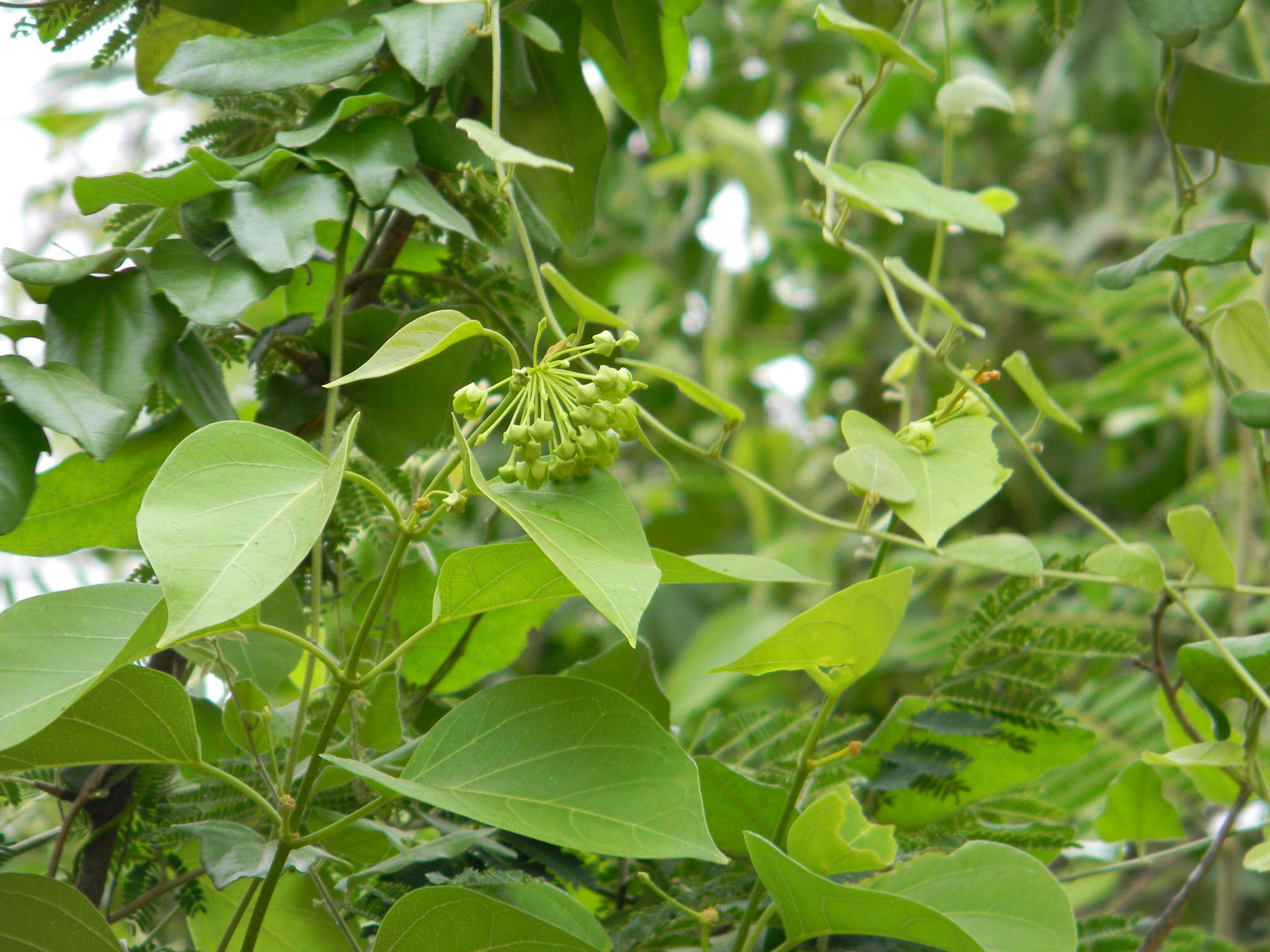 Image of Marsdenia volubilis (L. fil.) Cooke