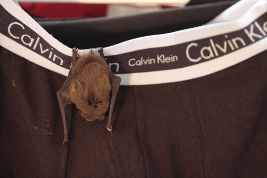 Image of Pipistrelle