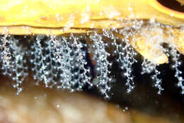 Image of bell hydroid