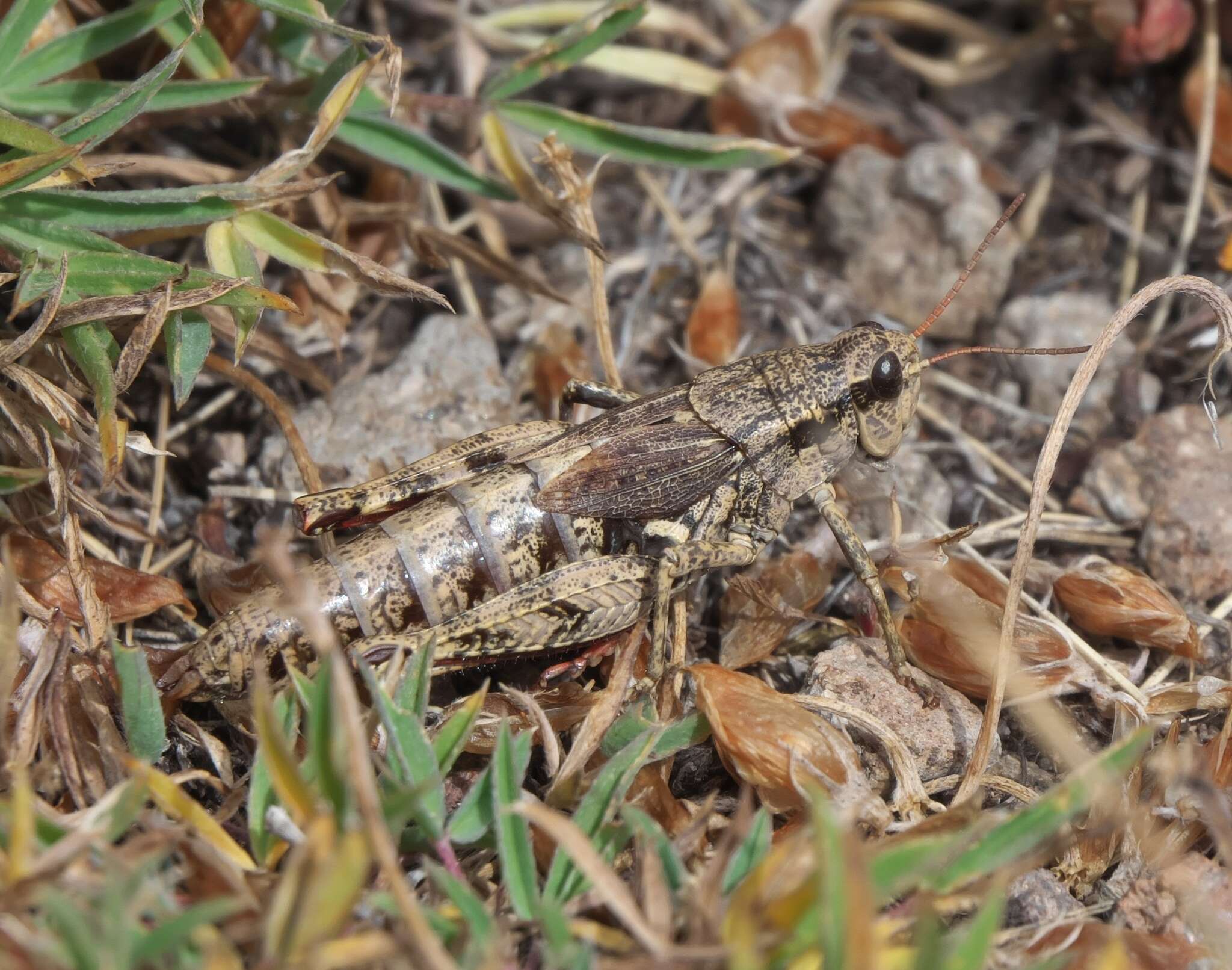 Melanoplus oregonensis (Thomas & C. 1875)的圖片