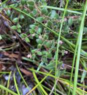 Image of Leucopogon hirsutus Sond.