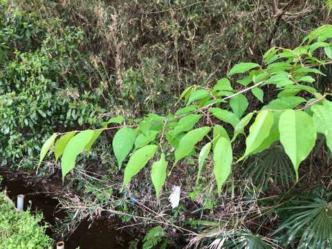 Image of Prunus grayana Maxim.