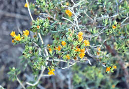 Imagem de Delosperma testaceum (Haw.) Schwant.