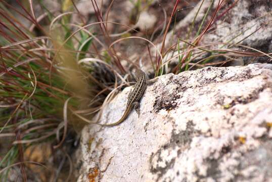 Image of Sceloporus brownorum Smith, Watkins-Colwell, Lemos-Espinal & Chiszar 1997