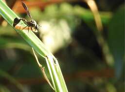 Eumenes punctatus de Saussure 1852 resmi