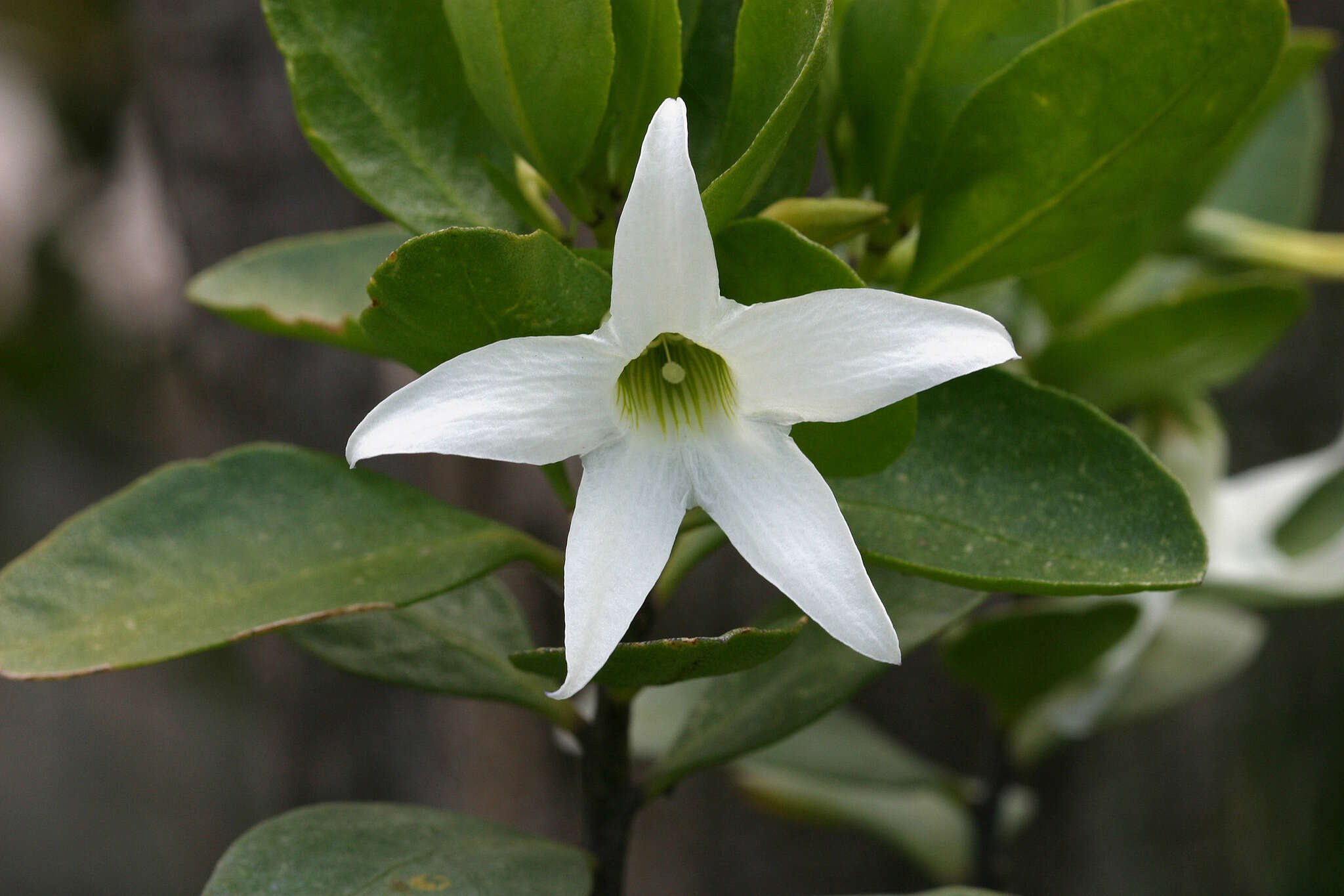 Image of Anthocercis viscosa R. Br.