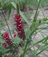 Imagem de Indigofera daleoides var. daleoides