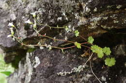 Plancia ëd Saxifraga cernua L.