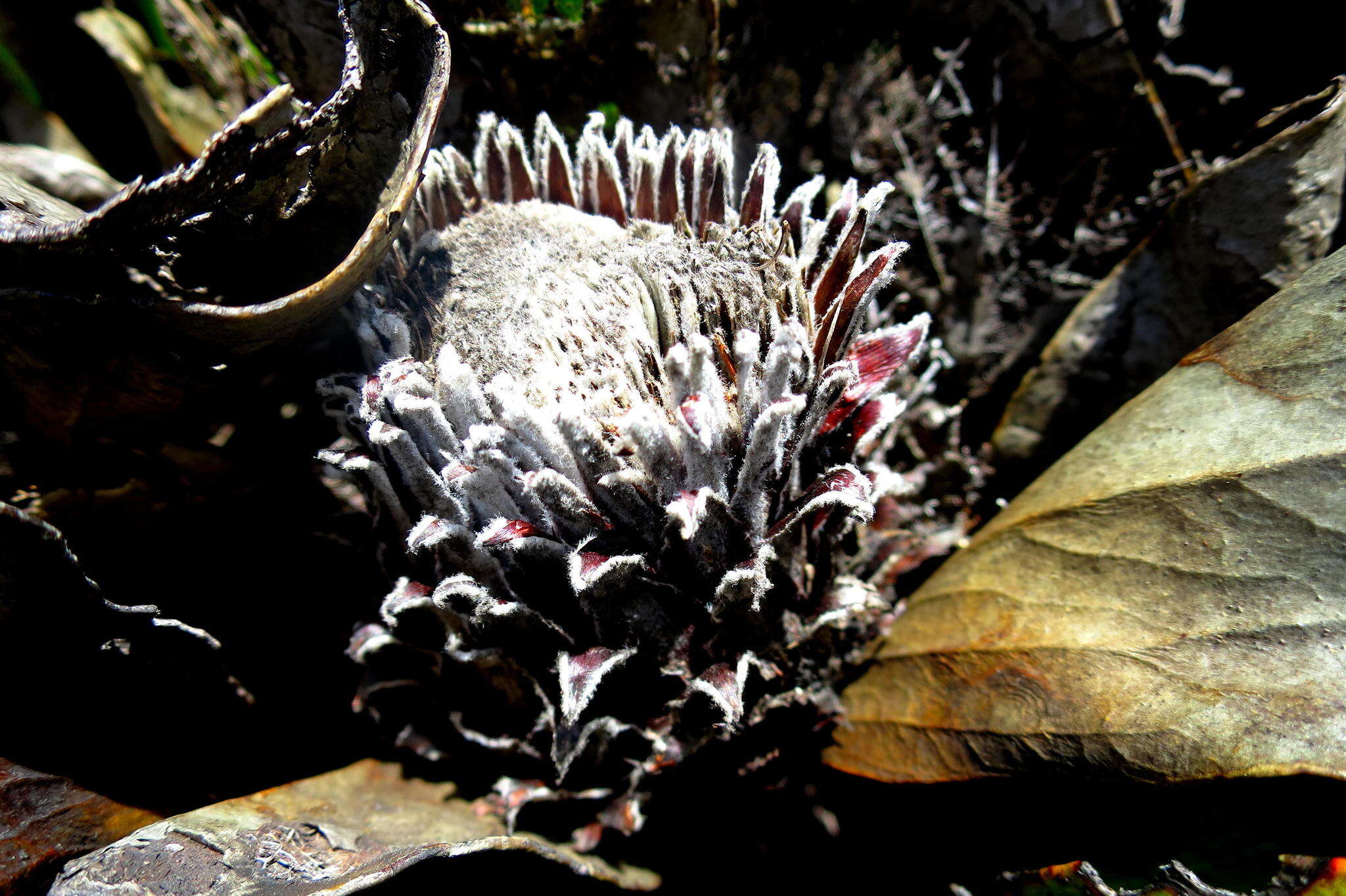 Plancia ëd Protea pruinosa J. P. Rourke