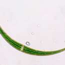 Image de <i>Closterium dianae</i> var. <i>arcuatum</i>