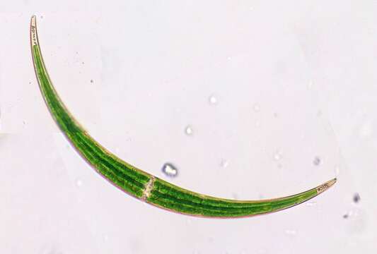 <i>Closterium dianae</i> var. <i>arcuatum</i> resmi