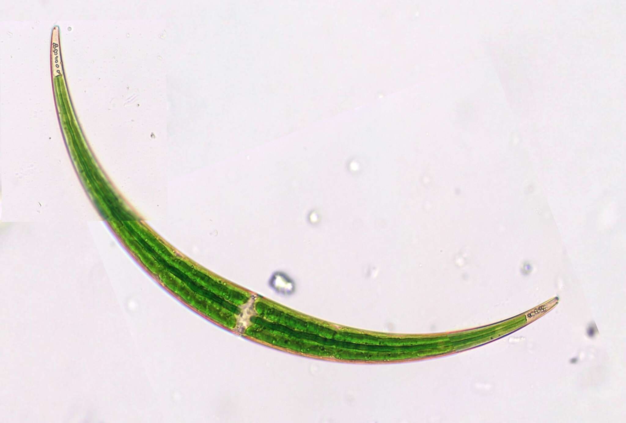 Image of <i>Closterium dianae</i> var. <i>arcuatum</i>