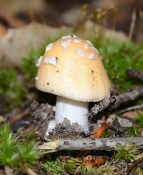 Image of Amanita russuloides (Peck) Sacc. 1887