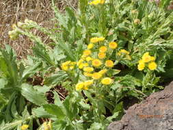 Helichrysum tenax M. D. Henderson resmi